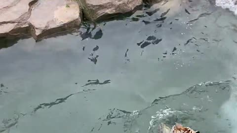 Tigers Jumping into the Water