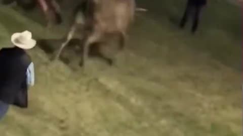 Bull jumps fence at rodeo