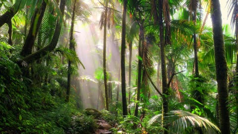 Rainforest Jungle Ambient Sounds 10 Hours!