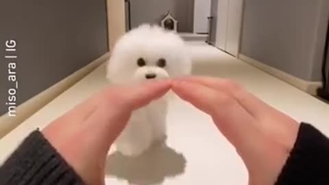 Try not to say "wow" cute dog comliation