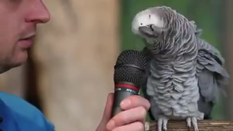 Einstein the Talking Texan Parrot is a silly, smart, and popular parrot who loves to talk and