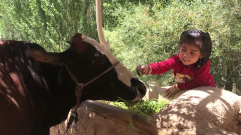 Little girl joking with the cow