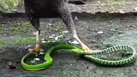 who is faster the eagle or the snake