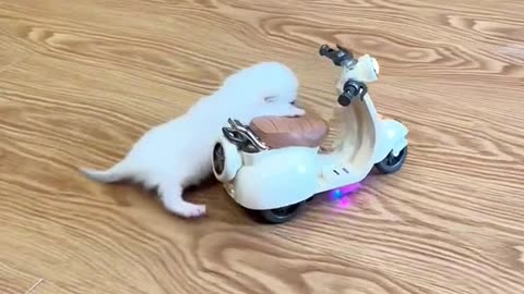 A cute cat try to drive a mini scooter 🛵🛵