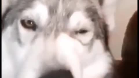 dogsvideo