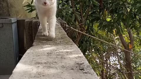 Funny cat walk