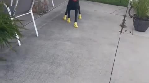 “Trying to get him used to his new shoes so he can walk in this Texas heat” 🤣🤣 🎥