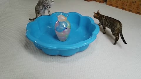 Bengal Kittens Vs Water Balloons StayHome