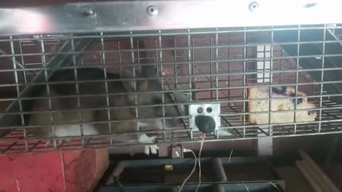 Pack Rat in live trap.