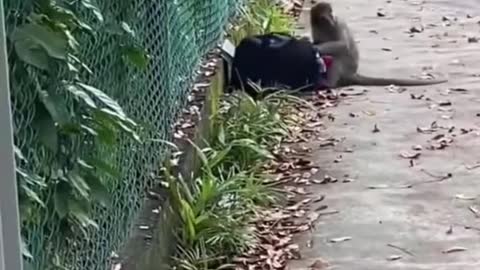 Monkey takes student's bag in Jurong, he 'negotiates' with them to return it