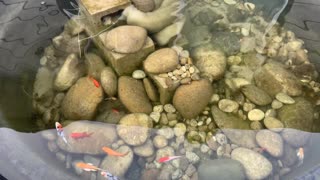 300 Gallon Patio Pond - Koi/Goldfish - Amazing Water Clarity!