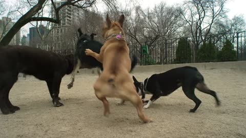 Playful puppies.