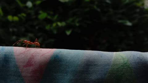 insects that are always active in their coopration