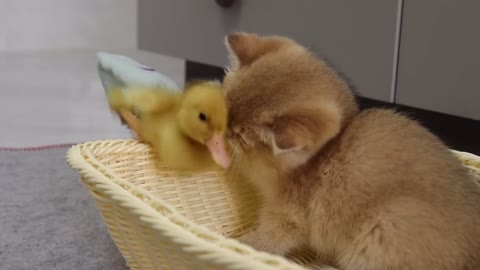 The duckling can finally sleep with the kitten! the process is tough