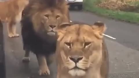 lions passing by