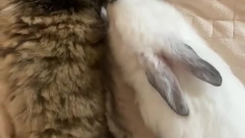 Cat and rabbit videos so funny video