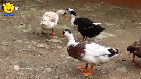 The four Ducks are searching for food in the mountain 🦆 Ducks are good friends 🦆