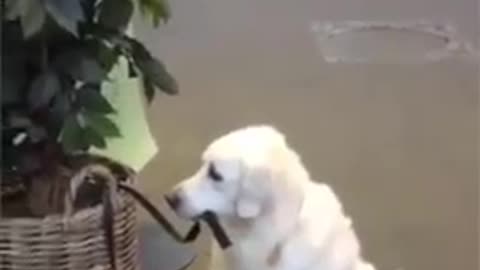 Pet dog videos