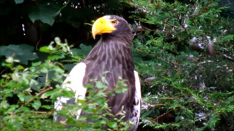 rumble/Stellers Sea Eagle