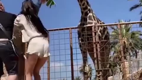 And they thought giraffe were friendly