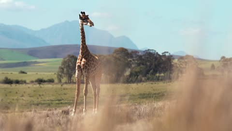 beautiful zebra in the open area