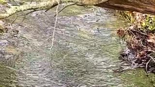 PEACEFUL STREAM