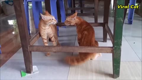 Battle of Cats