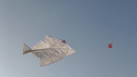 Best kite flying