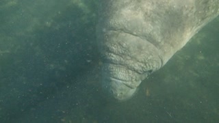 Swimming With Manatee
