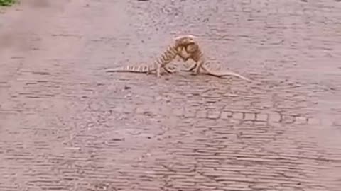 Lizards fighting