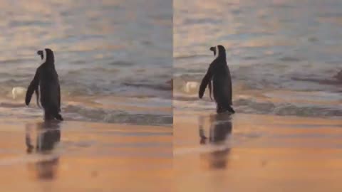 Penguins Waddling Around