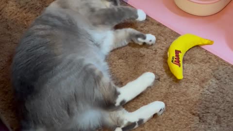 Adorable Playful Kitty Cat Playing!