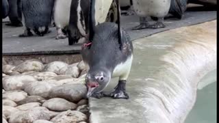 Oh, my God, I love this laughing penguin. He's so cute