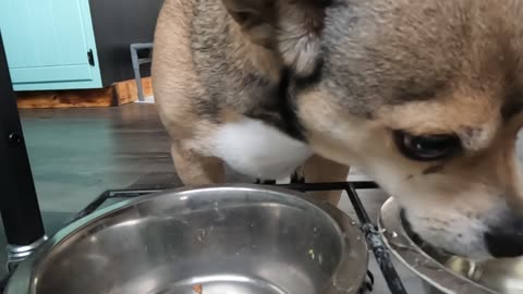 Buster eats
