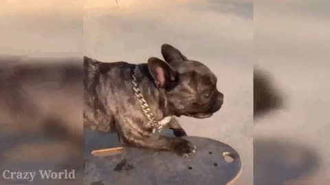 cute animals funny dogs🤣😅🐶😂