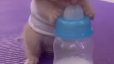 Cute kitten drinking milk