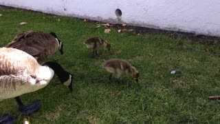 Baby geese enjoy feeding time under watchful eyes