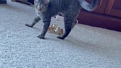 Playful Kitty Is the Master of Jazz Hands