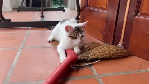 Cute baby cat funny funny cat playing