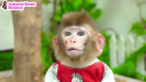 Lovely monkey picking oranges😍😍