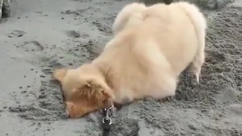 A dog who likes digging.