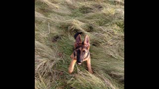 Young german shepherd home alone