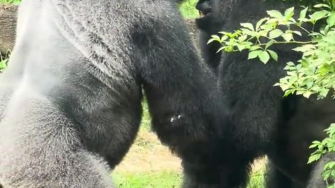 Sibling rivalry by Silverback Gorillas at Zoo!