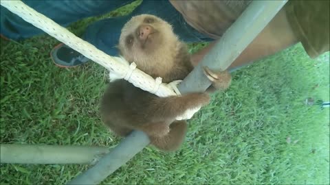 Baby sloth being sloth