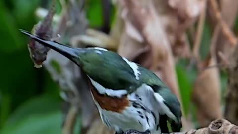 This birds looking and fish