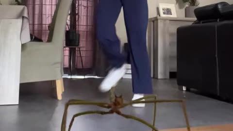 A big fat + for the timing of my buddy 😮‍💨 #stickbugs #trending #dance #pet #viral - GO #shorts