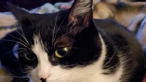 Adorable cat loafing with a sassy tail 🥰