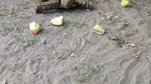 Feeding The tortoises
