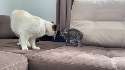 Cat Meeting New Baby Kitten for the First Time!