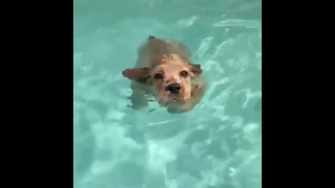 "Funny Animals Compilation 😂 | Dog Eyebrows, Milk-Drinking Rats, and Swimming Shenanigans!"